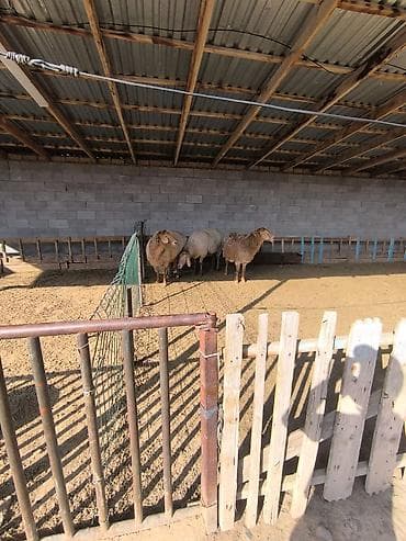 куры кант: Продаю | Овца (самка) | Арашан | Для разведения | Матка — 3