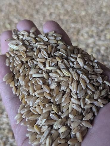 Пшеница продовольственная/кормовая, целое зерно буудай сатылат жемге at lalafo.kg Пшеница продовольственная/кормовая, целое зерно буудай сатылат жемге