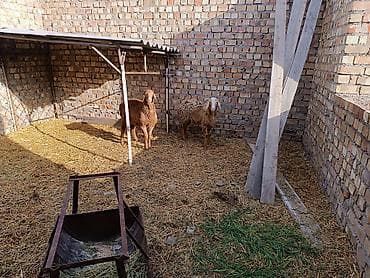 дакан цыпленок: Продаю | Овца (самка) | Для разведения | Матка — 3