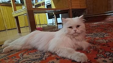 белая персидская кошка: Отдадим в добрые руки. Нашли белого,пушистого кота,район 1 — 4