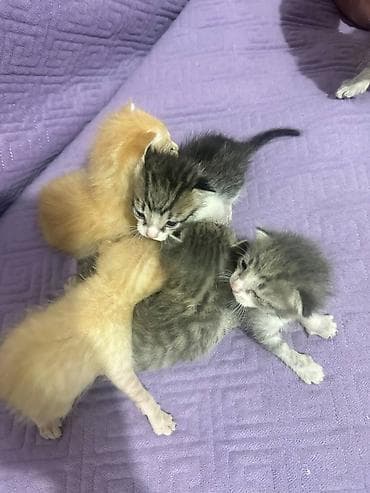 отдам даром котята: Котята-домашние малыши - Возраст: новорождённые, ещё молочного — 5
