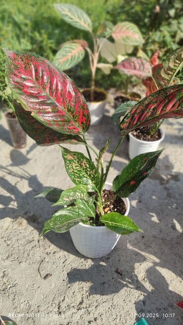 растения для аквариума: Аглаонемы декоративные в горшках — коллекция сортов с яркой — 9