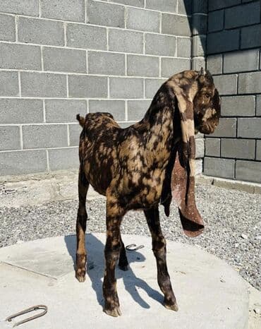 станок для гранулирования корма: Продаю | Козёл (самец), Козлёнок | Битал, Камори, Макачини | Для разведения, Для молока | Племенные, Осеменитель — 1