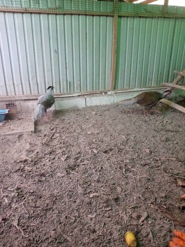 Грызуны: Продам серебряных фазанов этого года парами и по отдельности — 5