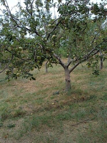 карагат фото: Алмалар — 5