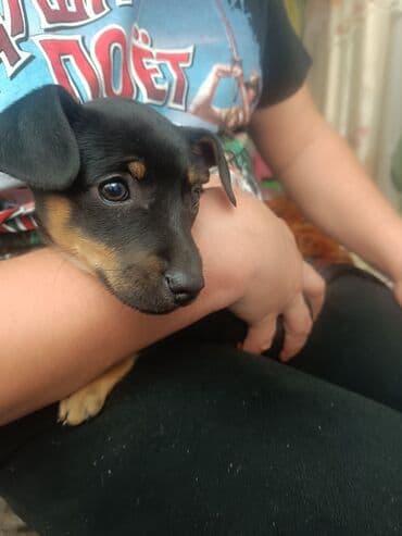 купить щенок лабрадора: Отдам щенков в добрые руки мама такса папа дворняшка — 6