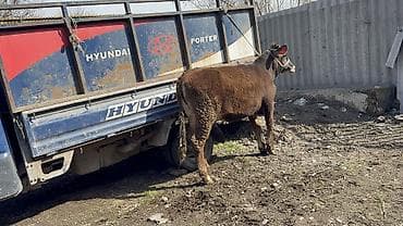 тёлку: Продаю | Тёлка | Швицкая — 1