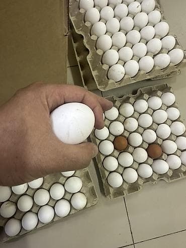 девушки талас: Куриные яйца, белые. - Фасовка: лотки по 30 шт. на картонных — 4