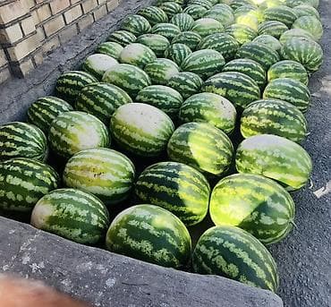Азык-түлүктөр: Дарбыздар Дүңүнөн, Өзү алып кетүү — 3