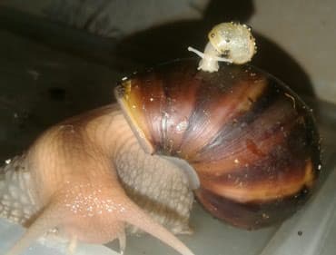 Ахатины .разного возраста .Проглистованы.Здоровые.Активные. Есть4