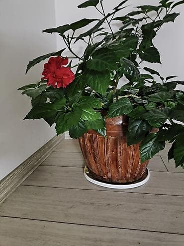Продаю китайскую розу