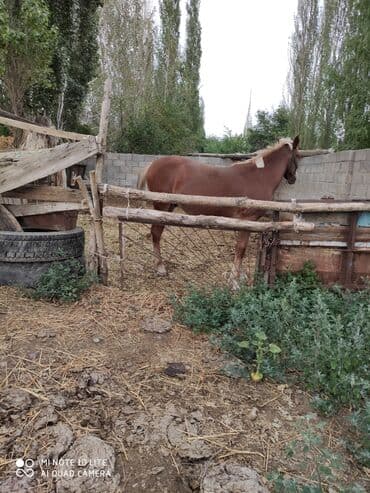 брама кохинхин цыплята: Продаю | Жеребенок | Для разведения — 1