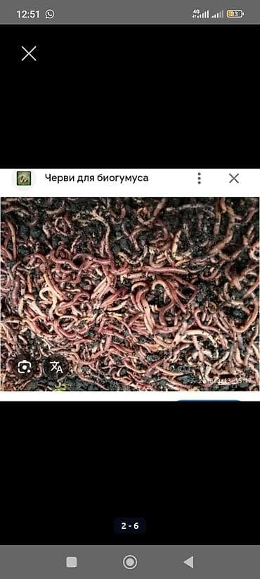фрукты цена бишкек: Удобрение Гумус, Платная доставка, Самовывоз — 2