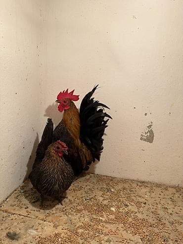 Аквариумдар: Сатам | Тооктор | Көбөйтүү үчүн — 3