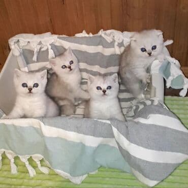 сколько стоят вислоухие кошки: Скотиш Страйт (Шотландская прямоухая), 1 месяц, Мальчик, Серебристая шиншилла, Приучена к лотку — 4