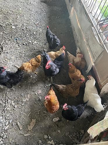 прокат платья: Кара - Балта В связи с переездом, Продаю женские вещи Б/У в хорошем — 3