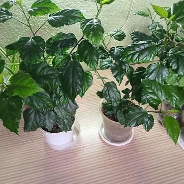 комнатная роза: Хлорофитум и гибискус (китайская роза) в горшках - Хлорофитум — 5