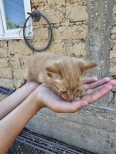 Продажа кошек: Котята, помет из 5 малышей. Особенности: - Окрас на выбор: чёрный — 7
