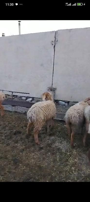 Баран, овца: Продаю | Овца (самка) | Для разведения | Матка — 5