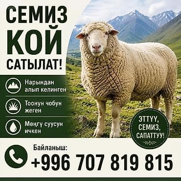 Продаю | Овца (самка) | На забой — 1
