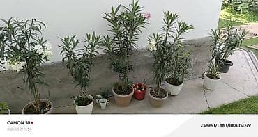 цветы в горошке: ОЛЕАНДР 
ОЛЕАНДРЫ

Олеандр деревья 

саженцы 3х голичные

детки — 10