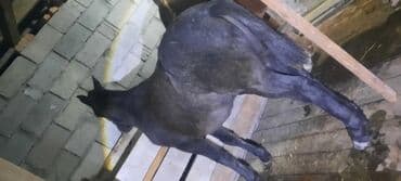 собака дом: Продаю | Конь (самец), Жеребенок | Полукровка | Для разведения, Конный спорт | Племенные — 4