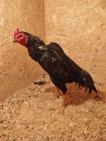 куры токмок: Сатам | Тооктор — 5