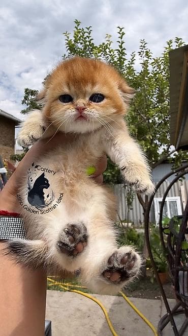 котята ош: Скотиш Фолд (Шотландская вислоухая), 1 месяц, Девочка, Золотая шиншилла, Приучена к лотку, Проглистована, С документами — 9