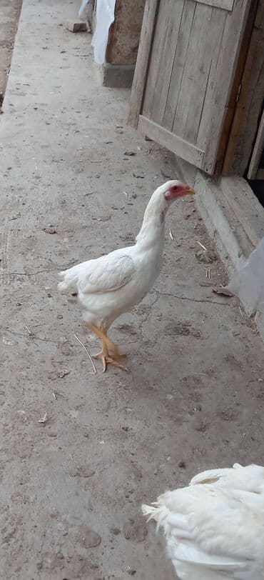 дойный апарат для коров: Продаю | Куры | Для разведения — 1