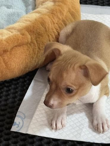 джек рассел терьер купить бишкек: Чихуахуа, 2 месяца, Самец — 1