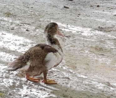куры доминанты: Мускусные утки (индоутки), разноцветные. - Порода: мускусная утка. - — 5