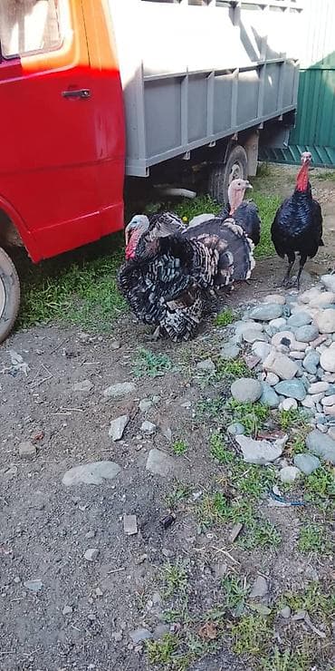 Продаю | Индюк (самец) | Для разведения | Племенные