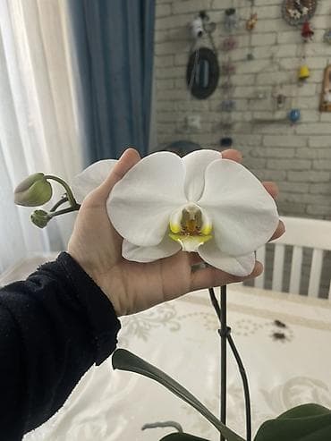 орхид: Орхидеи Голландия адаптированные домашние — 9