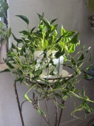 диффенбахия купить: Продаю в ассортименте цветы из личной коллекции. Все взрослые, мощная — 13