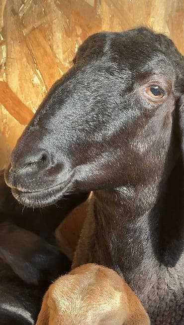 мастит: Продаю | Овца (самка) | Эдильбаевская, Арашан | Для разведения | Матка — 2