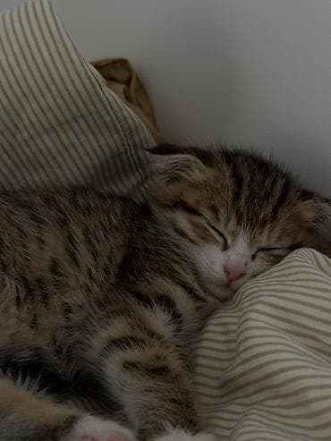 Животные: Котёнок, тигровый окрас - Полосатый короткошёрстный котёнок с белыми — 3