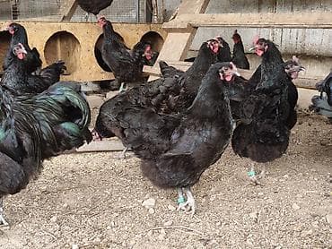 охотничий ит: Продаю | Куры | Для разведения — 3