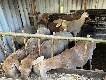 лайка лайки: Продаю | Баран (самец) | Для разведения | Племенные, Осеменитель — 2