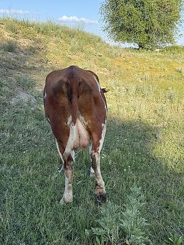 сколько стоит щенок золотистого ретривера: Продаю | Корова (самка), Бык (самец) | Герефорд, Симментальская — 3