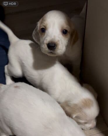 купить собаку объявления: Кокер-спаниель, 1 месяц, Самец — 5