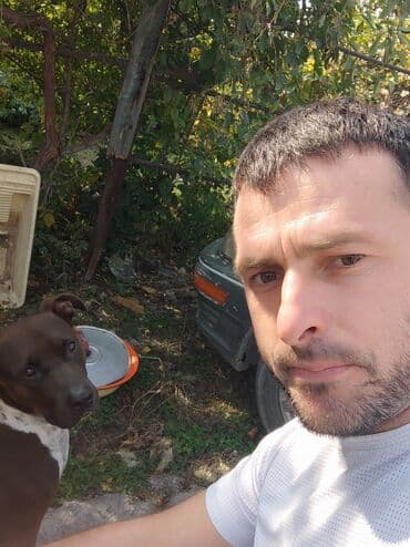 сколько стоит собака овчарка: Щенки К Продаже готовы Питбуль кушают самостоятельно 3500за 1 Срочно — 4