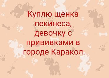 мал доктор: Куплю щенка пекинеса — девочку с прививками. В городе Каракол — 1