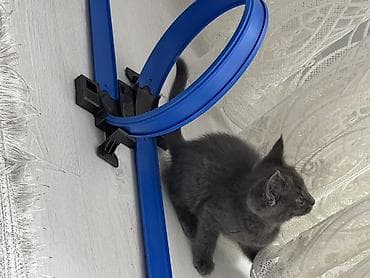 абиссинская кошка бишкек: Котёнок голубого окраса - Порода: домашний короткошёрстный (серый — 3