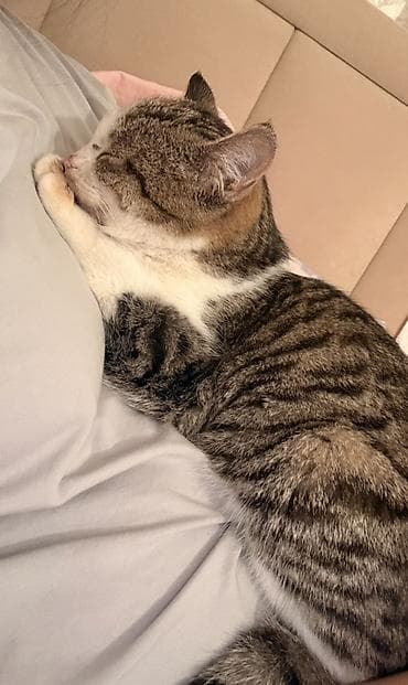 Продажа кошек: Кошка даром: Беспородная, 4 месяца, Мальчик — 2