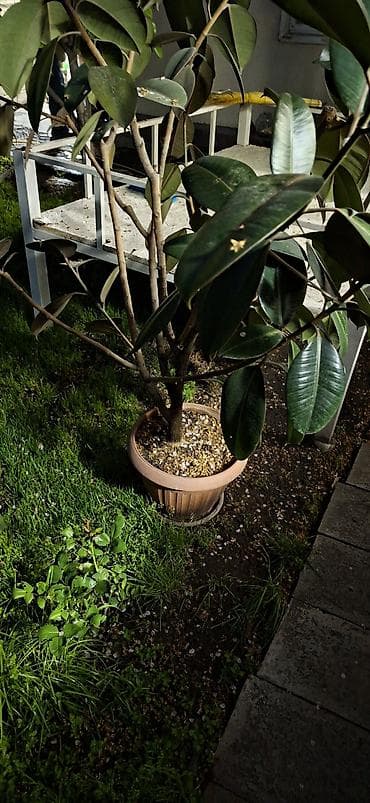 Фикустар: Фикус эластика (каучуконосный), крупное комнатное дерево в горшке. - — 1