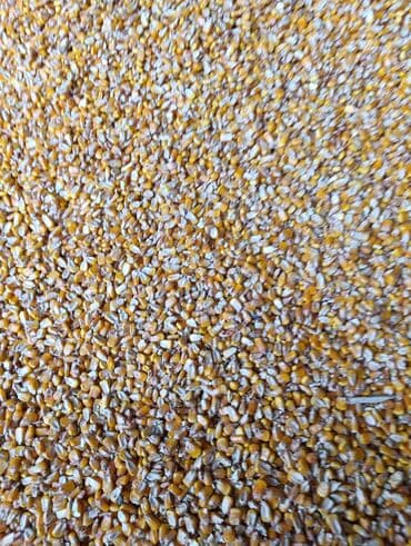 продаю картошка: Кукуруза Оптом, Самовывоз — 2