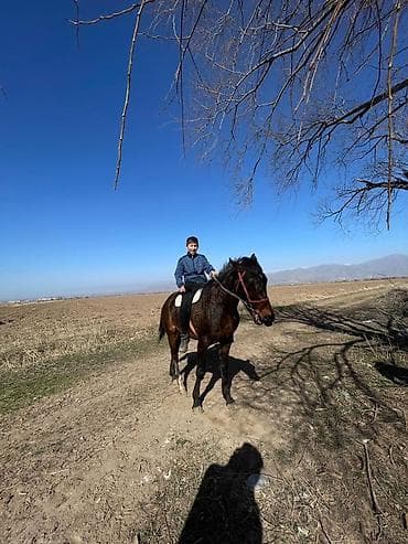 атдар: Продаю | Жеребец | Конный спорт — 4