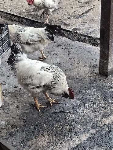 Айыл-чарба жаныбарлары: Сатам | Короздор | Көбөйтүү үчүн — 1