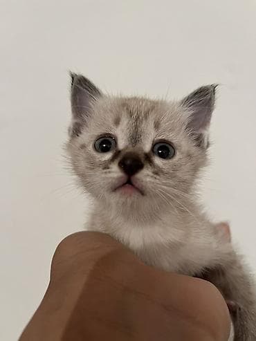 квочка куры: Продажа кошек — 3