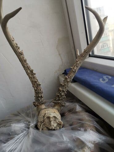 При покупке квартиры бывший хозяин оставил в качестве подарка. Кто